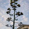 リュウゼツランの花が咲いた