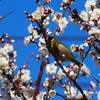 今年最初のメジロとカワセミ