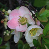 (319) Chaenomeles speciosa