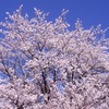 小諸の桜