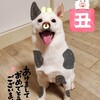 新年あけましておめでとうございます🐾