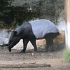 クロスカブで横浜ズーラシアへ①アジアの熱帯雨林＆今日の独り言