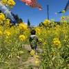 天空の菜の花畑をお散歩【田舎の散歩道】
