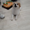 鳴尾武庫川女子大前 | アネラで推し活！？保護犬猫とふれあえる「アネラカフェ西宮店」に行ってきました！