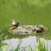 北へ帰りそびれたカモ夫婦
