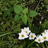 葉と花に蝶