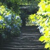明月院のあじさい　どのくらい並ぶ？予約必要？｜2025年開花状況、紫陽花の見頃、混雑状況、あじさい寺、チケット、開門時間、何時まで？（神奈川県鎌倉市）