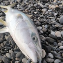 七里御浜でショアジギングやってます