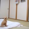 狂犬病