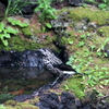 水を飲むホシガラスー富士山奥庭