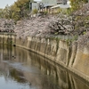 🌸江戸川公園の桜並木🌸