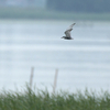 近くの県に鳥を見に連れて行ってもらった日記（２０２１　０６０６）その１。