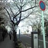 夜桜は延期・・・^^;