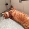 猫さん、お風呂場で遊ぶ