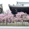 佛光寺のしだれ桜2021。見頃や開花状況。