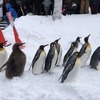 エブリイで行く年越し宗谷岬の旅　旭川⇒旭山動物園⇒札幌（day8）