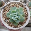 アイスクリーム Echeveria 'Ice Cream'