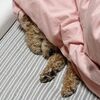 ニゴくん布団から出てこない