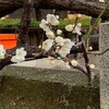 白い梅