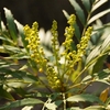 シラカシ めいのきまぐれ植物図鑑