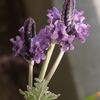 Myガーデンのいろんな花たち