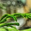 おじぎ草