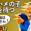 0812【ツバメ親子が親の餌待ち】スズメが親子で水浴び。イソシギ羽繕い、オイカワ交尾？カルガモ親子は引っ越した？サルスベリがキレイ。【今日撮り野鳥動画まとめ】身近な生き物語