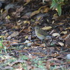 ルリビタキに会え、ニシオジロビタキには会えず(大阪城野鳥探鳥 2016/12/17 6:35-13:40)