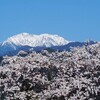 今年も小さん。