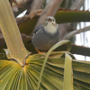 隣の県に鳥を見に行った日記（２０２５　２０１５）その２。