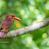 2019年5月26日の鳥撮り-石垣