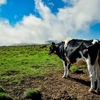 地震に見舞われた酪農業者の悲痛な叫び！断水で生乳廃棄、牛も命の危険に