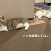 雨田甘夏、上品です。【猫と腹毛と毛皮事情】
