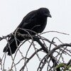 カラスの巣立ち雛に遭遇。