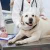 犬の健康診断の必要性と理想の頻度とは？