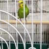 インコをお迎えしました。