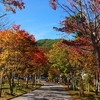 紅葉狩り オススメ 長野県 浪合