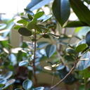 OldLensFun+Plants