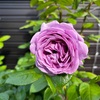 ＊挿し木のバラ カインダブルー開花＆プチダリア