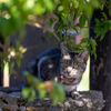 八重山諸島のねこさん