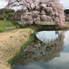 花見ライド🌸