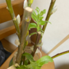 ヤナギをコンパクトに植える