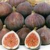 Benefits Of Stocking Up Figs From Fig Supplier