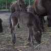 開聞山麓自然公園のトカラ馬