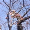 いわきの桜