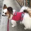 愛犬  パピヨン