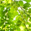 四季の菜摘み5