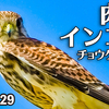 0829【チョウゲンボウがかわいい】飛べない子カルガモたち。ハトの日光浴、蜂の大群にアメンボ錯覚【身近な生き物語】今日撮り野鳥動画まとめ