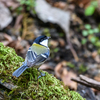 ＂マヒワ＂＂アトリ＂の大群ほか　【動画あり】　　野鳥撮影《第454回》