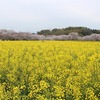 洗車しよう花粉編